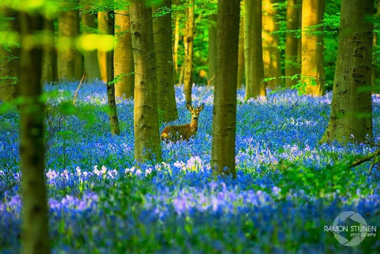 Hallerbos B&B In Bluebell Forest Halle  Exterior photo