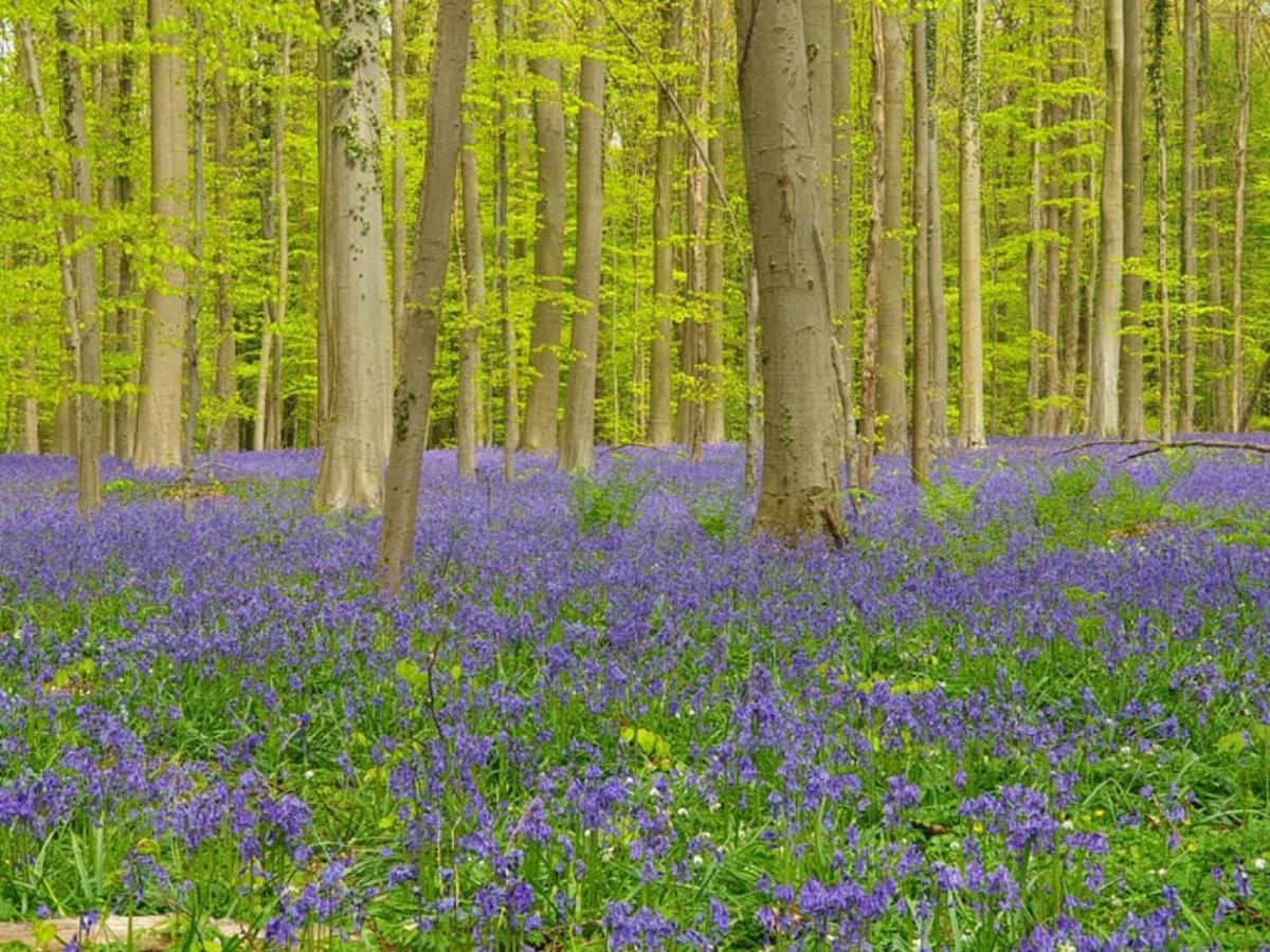 Hallerbos B&B In Bluebell Forest Halle  Exterior photo